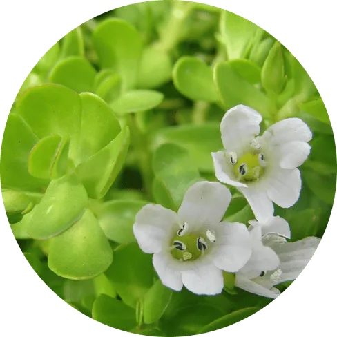 BrainVex™ Bacopa Monnieri Memory and Learning Support